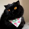 🐾