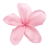 🌸