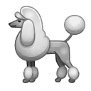 🐩