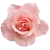 🌹