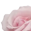 🌸