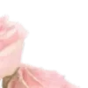 🌸