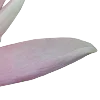 🪷