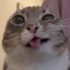 🤩