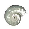 🐚