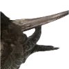 🪶