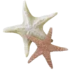 ⭐️