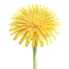 🌼