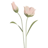 🌷