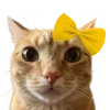 💛
