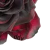 💿