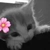 🌸