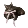 🐱