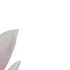 🪷