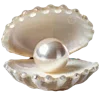 🐚
