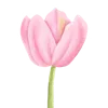 🌷