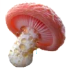 🍄