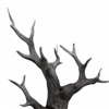 🪵