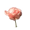 🌹