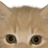 😃