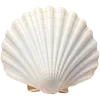 🐚