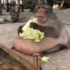 🥬