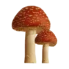 🍄