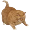 😼