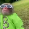 🐵