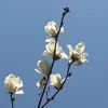 🌼