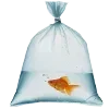 🐟