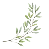 🌿