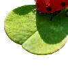 🐞