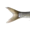 🐠