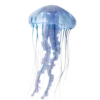 💎