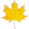 🍁
