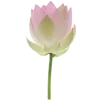 🌸