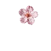 🌸