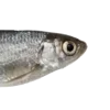 🐠