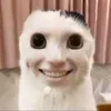 😼