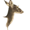 🦌
