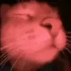 🐈