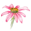 🌷