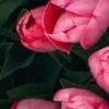 🤩