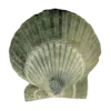 🐚
