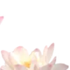 🪷