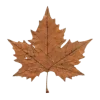🍁