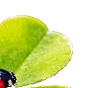 🐞