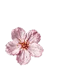 🌸