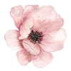🌸